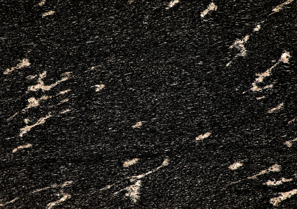 Fish Black